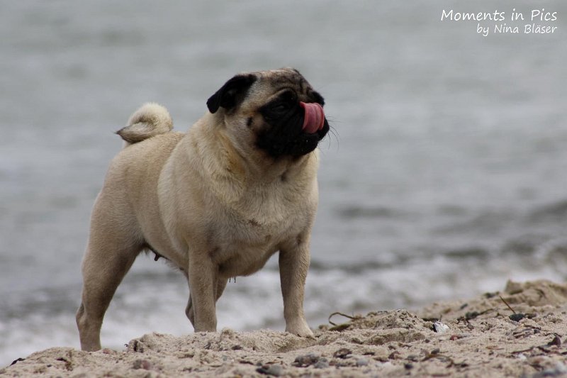 2010-06-26 Arc-en-ciel Arlequin (63).jpg